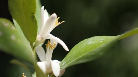 Shallow DOF white lemon fruit flower natural Video stock 70237761