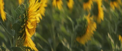 Shallow DOF worker bee and sunflower head 4K anamorphic video Stock Footage 320857770