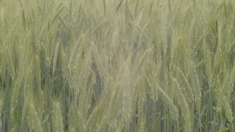 Shallow DOF young kernels of bread wheat 4K slow-mo video Video stock 246711758