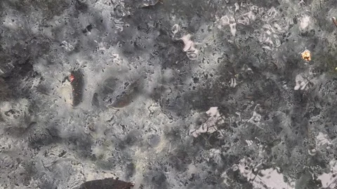 Shallow drainage water teeming with tiny fish swimming actively 스톡 동영상 311494673