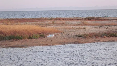 Shallow Egret Egretta garzetta Stock Footage