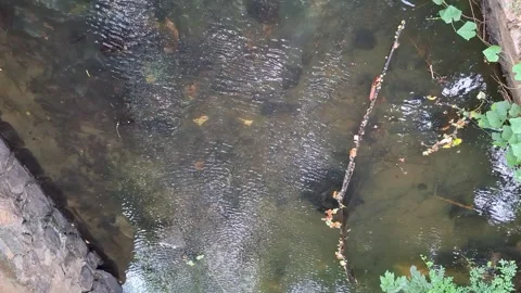 Shallow flowing water rippling over a dark streambed Video stock 338289096