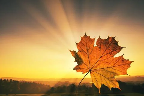 Shallow focus of an autumn maple leaf against a bright shinning sun backgroun Stock Photos
