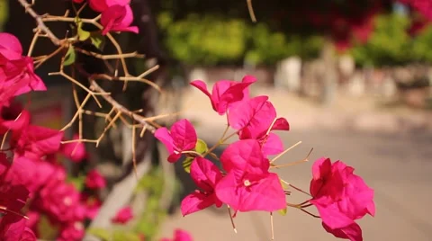 Shallow focus beautiful spring pink flowers Stock Footage 2728589