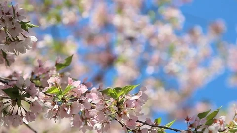 Shallow focus blossom petals Stock Footage 74094802