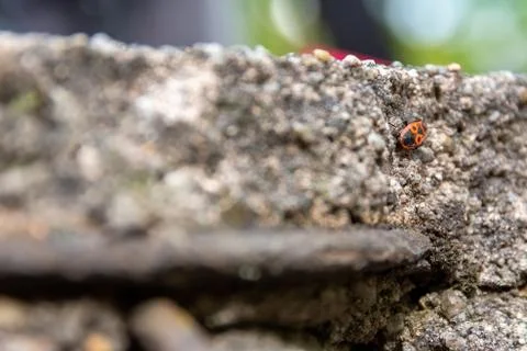 Shallow focus of a bug on a stone Stock Photos