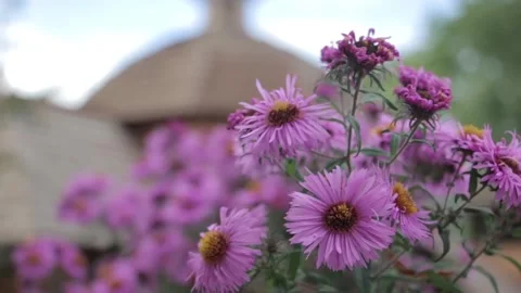 Shallow Focus of Butterfly Pollinating on Pink Flowers Stock Footage 175491048