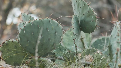 Shallow Focus Cactus Stock Footage 121814702