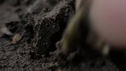 Shallow focus close-up macro shot of a pumpkin seed being planted on wet earth s Vídeo Stock 205518844