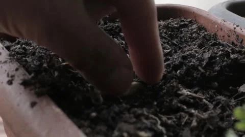 Shallow focus close-up shot of a pumpkin seed being planted on wet earth soil at Stock-Footage 205518840