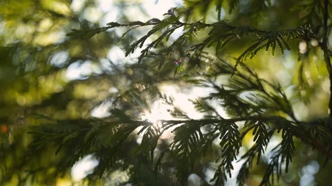 A Shallow Focus Close-Up View of a Cedar Tree with the Sun Flaring Through 스톡 동영상 101890689