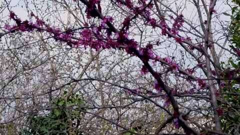 A shallow focus closeup shot of pink tree branch flower Stockbeeldmateriaal 304685352