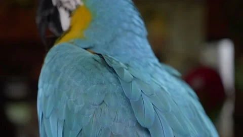 Shallow focus on details of parrot back feathers panning up to head as it Stock Footage 138704127