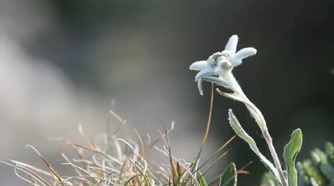 Shallow focus edelweiss flower Stock Footage 11820546