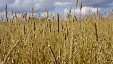 Shallow focus on grains and straws in a field Stock Footage 267620139