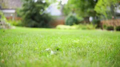 Shallow Focus Grass moving in Windy Backyard Stock Footage 138605060