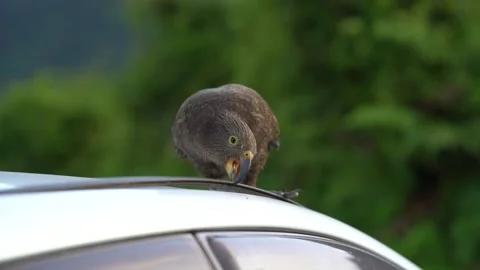 Shallow focus of a Kea bird trying to move a plastic cover on a car roof Stock Footage 239900567