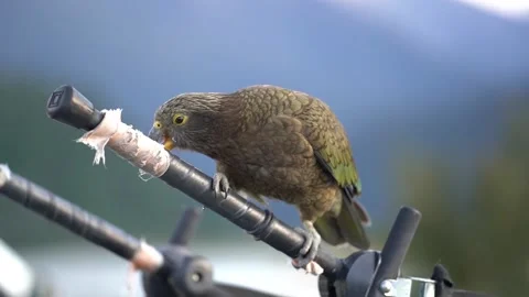 Shallow focus of a Kea bird trying to unwrap plastic cove to metal stick Stock Footage 239900571