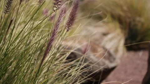 Shallow focus of long grass blowing in the wind Stock Footage 2729228