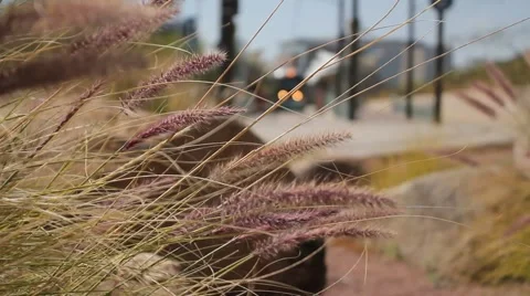 Shallow focus long wild grass blowing in the wind - train in background Stock Footage 2752919