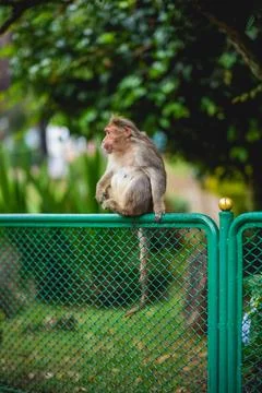 Shallow focus of a monkey sitting on a green fence in a park Stock Photos