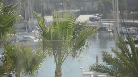 Shallow focus on palm tree with Venice apartments and marina in the background Stock Footage 296354766