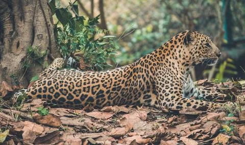 Shallow Focus Photography of Leopard Stock Photos