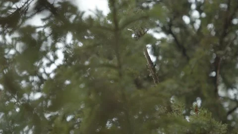 Shallow focus pull pine branch with needles  Stock Footage 146269501
