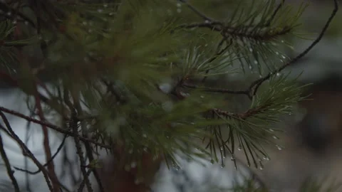 Shallow focus pull pine branch with needles  Stock Footage 146270039