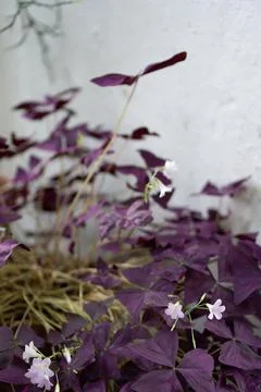 Shallow focus of purple Oxalis triangularis plants with blurred light background Stock Photos