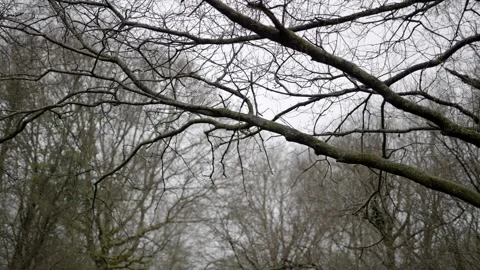 Shallow focus rolling shot through a woodland in dull light with bare branches Stock Footage 273416639