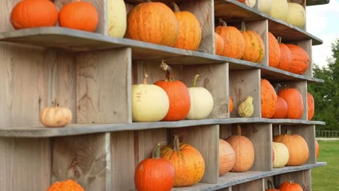 Shallow focus shift at pumpkin wall decoration in October holidays. Ripen p.. Stock Footage 289316244