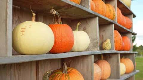 Shallow focus shift at pumpkin wall decoration in October holidays. Ripen p.. Video stock 289316265