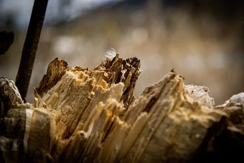 Shallow focus shot of broken tree trunk with a bumpy surface - texture Stockfoto's