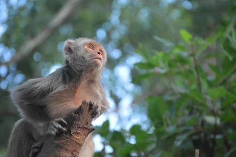 Shallow focus shot of a cute monkey sitting on a branch and staring at something Stock Photos