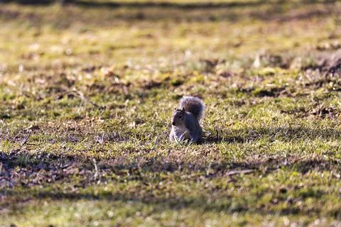 Shallow focus shot of an Eastern gray squirrel sitting on the grass in the park Stock Photos