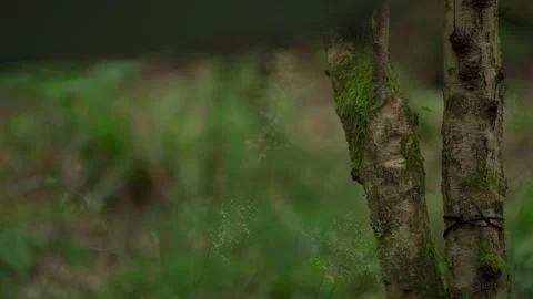 Shallow focus shot of grass moving beside silver birch tree trunks in a woodland Vídeo Stock 260245428