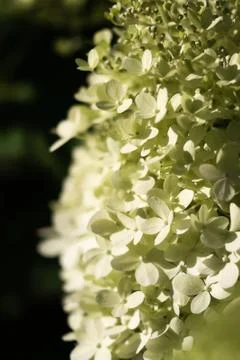 Shallow focus shot of a green hydrangea in a blurry background Foto stock