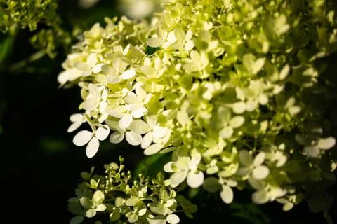 Shallow focus shot of a green hydrangea in a blurry background Stock Photos