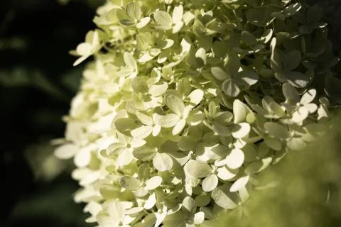Shallow focus shot of a green hydrangea in a blurry background Foto stock