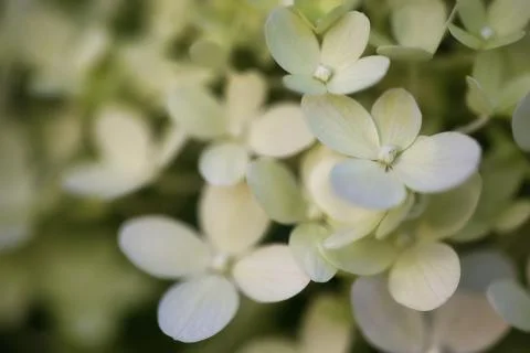 Shallow focus shot of a green hydrangea in a blurry background 写真素材