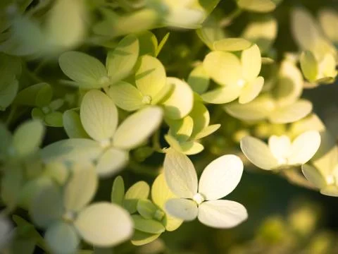 Shallow focus shot of a green hydrangea in a blurry background Stock Photos