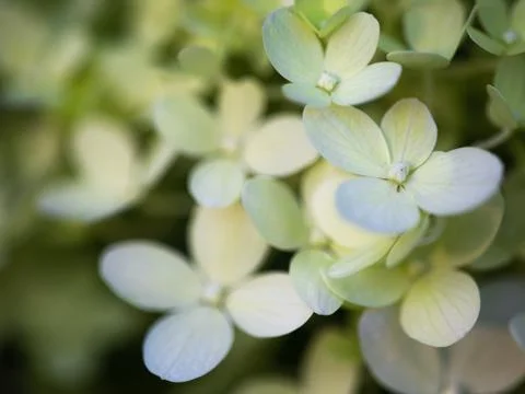 Shallow focus shot of a green hydrangea in a blurry background Foto stock