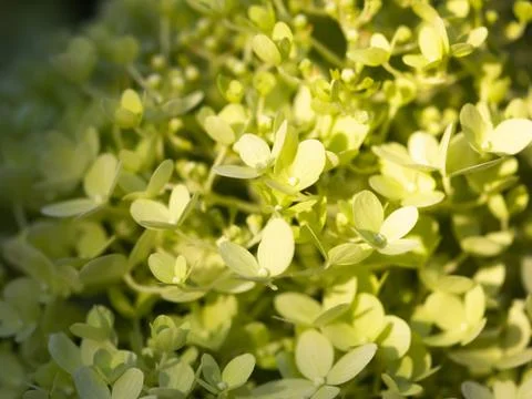 Shallow focus shot of a green hydrangea in a blurry background Foto stock