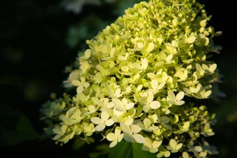 Shallow focus shot of a green hydrangea in a blurry background Foto stock