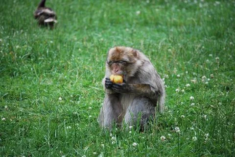 A shallow focus shot of a monkey sitting on the grass and eating an apple wit Stock Photos
