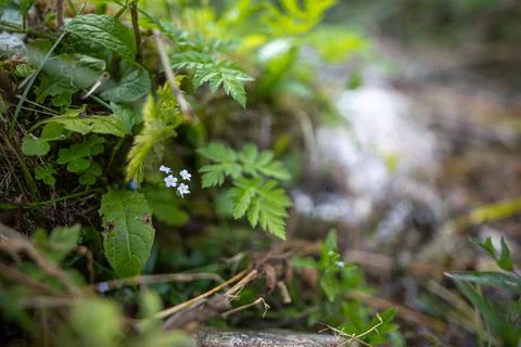 Shallow focus shot of small forget-me-not flowers in green foliage in Slovakia Stock Photos