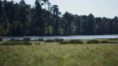 Shallow focus shot of soft green meadow grass in foreground with blurred Stock Footage 343141765