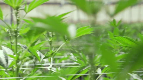 Shallow Focus Shot Through Young Marijuana Leaves in Grow Room Video stock 345180432