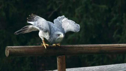 Shallow focus shot of a Variable Hawk bird perched on a wooden stick 스톡 사진